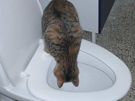 Blanding af racer Smukke - Gad vide hvad der er dernede..?? billede 2