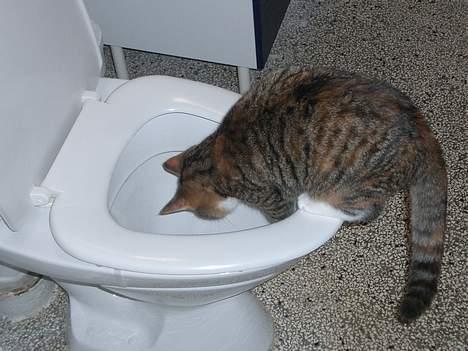 Blanding af racer Smukke - Jeg må hellere gå ned og kigge efter...! billede 3