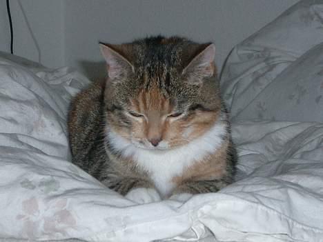 Blanding af racer Smukke - Livet er skønt.... billede 4