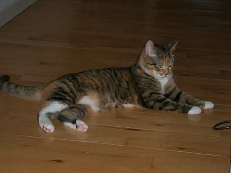 Blanding af racer Smukke - Jeg kan sgu ikke holde til det her hårde liv... Jeg lægger mig her! billede 5