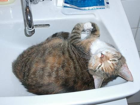 Blanding af racer Smukke - Hvis du tænder for vandet nu så får du en flad...!! billede 6