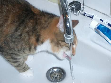 Blanding af racer Smukke - Hvorfor drikke det gamle vand i skålen...?? billede 7