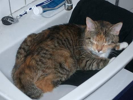 Blanding af racer Smukke - Dejligt at ligge køligt i den varme.. billede 8