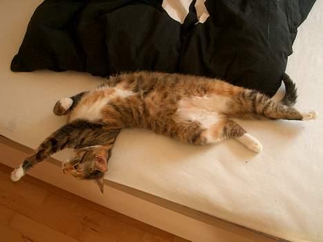 Blanding af racer Smukke - Sååå lang.... billede 9