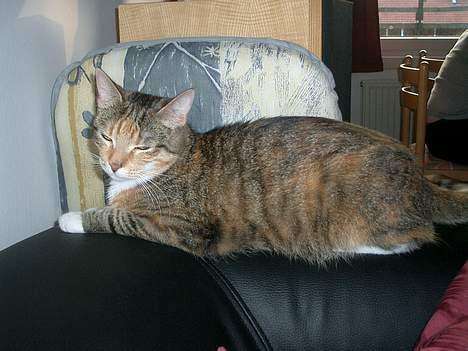 Blanding af racer Smukke - Ja når jeg ikke må lave ballade, så kan jeg jo altid tage mig en lur til...! billede 10