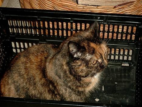 Blanding af racer Tilde - Min lille kat.... :-) billede 1