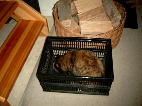 Blanding af racer Tilde - Dufter godt... billede 2