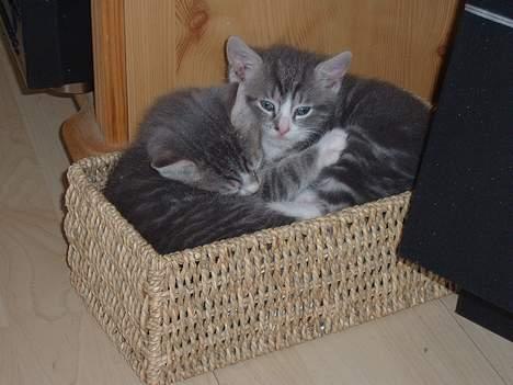 Europé Awarthe Roduch - Woo...her er så Awarthe og hans bror Ramsoluth - ham har jeg desvære ikke selv mere..! billede 1