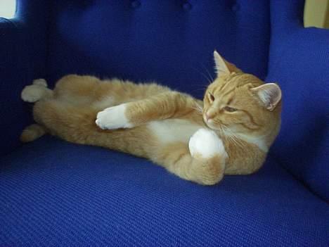 Blanding af racer rosa - hva sker der..? jeg var faktisk ved at sove...;) billede 1