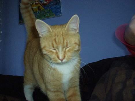 Blanding af racer rosa - aaa...lys..! billede 2