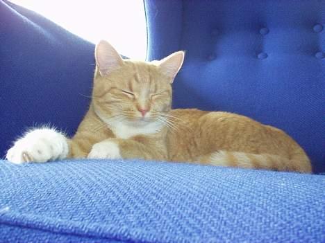 Blanding af racer rosa - her liger hun som sævanligt billede 3