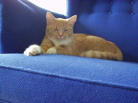 Blanding af racer rosa - kamara nu ska jeg se godt ud...! billede 4