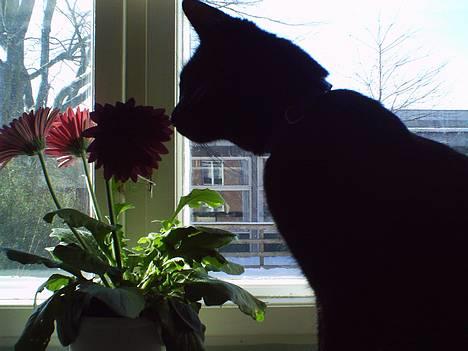 Blanding af racer speedy - Jeg er blevet så voksen og følsom : ) billede 1