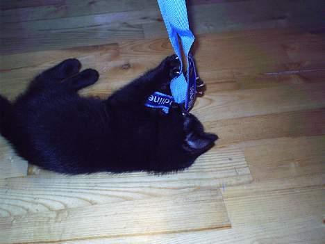 Blanding af racer speedy - nøglesnore er sjove at lege med : ) billede 2