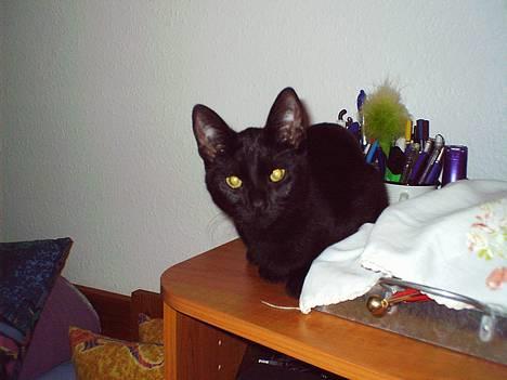 Blanding af racer speedy - er jeg ikke blevet stor, mine øre er.. billede 3