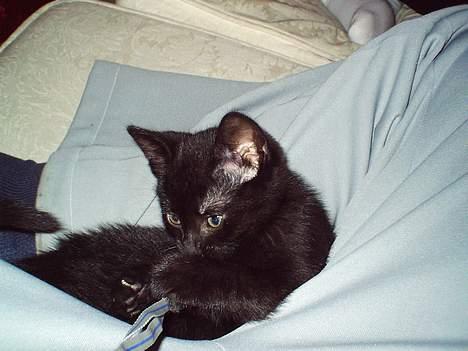 Blanding af racer speedy - slapper af sammen med min " far" lækkert : ) billede 5