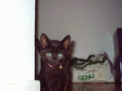 Blanding af racer speedy - satans, nu fik de mig igen. det sker hver gang... billede 6