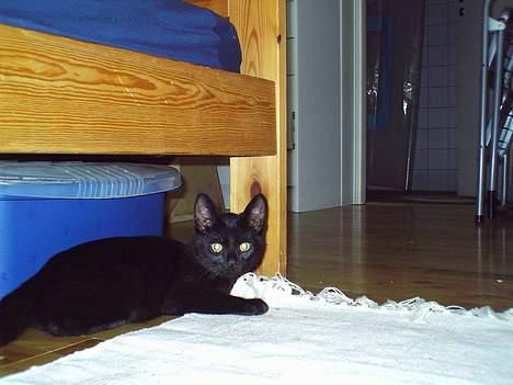 Blanding af racer speedy - jeg gemmer mig for min mor og far, men de finder mig altid... billede 7