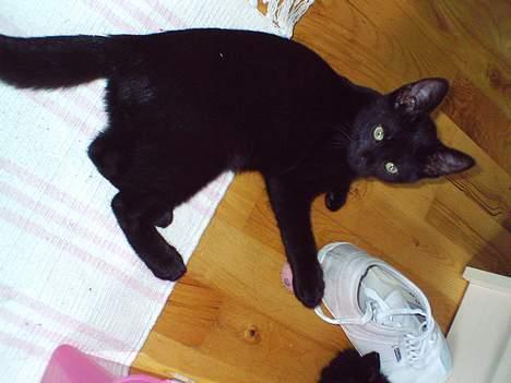 Blanding af racer speedy billede 8