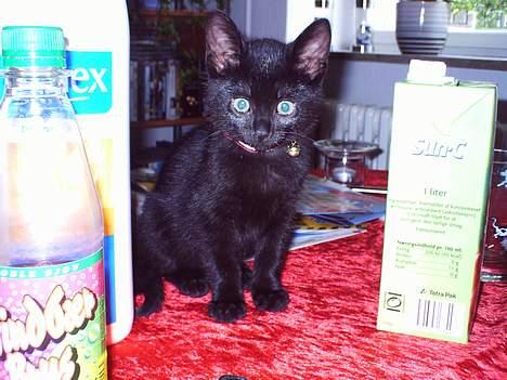 Blanding af racer speedy - det er sjov at sidde på bordet : )  billede 9