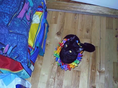 Blanding af racer speedy - nu er jeg blevet så gammel, at jeg må går til hawai party. billede 10