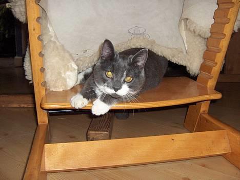 Blanding af racer Gråmis billede 8