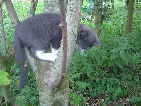 Blanding af racer Gråmis - højt at sidde dybt at falde... eller noget! billede 9