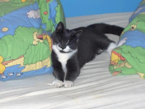 Blanding af racer Gråmis - Åhh bamse og kylling er nu det bedste... især kylling billede 10