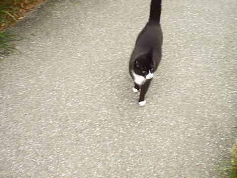 Blanding af racer Pusling - Puling kommer hjem fra løbetur. billede 1