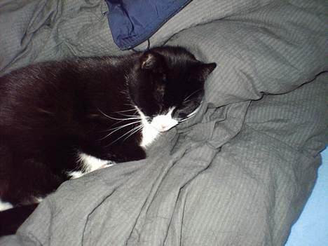 Blanding af racer Pusling - Puling kan godt lide at sove. billede 3