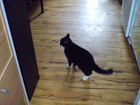 Blanding af racer Pusling - Man er lidt kamera sky. billede 4