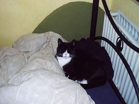 Blanding af racer Pusling - Pusling har sin helt egen seng, mener hun. billede 5