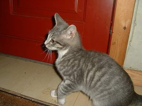 Europé Awarthe Roduch - "Hmm...her er da kedeligt" billede 2