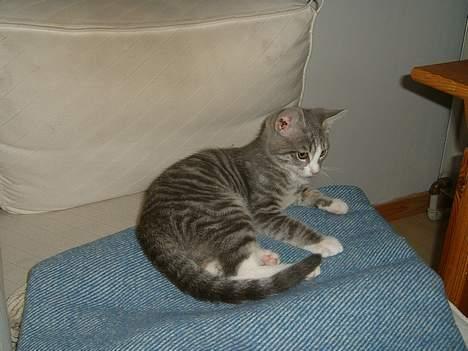 Europé Awarthe Roduch - jahh...en slapper er der jo også nogen gange brug for..! billede 3