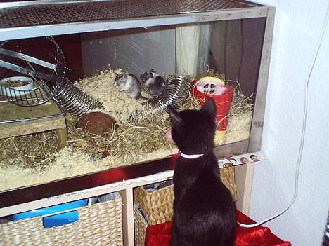 Blanding af racer speedy - den store beskæftigelse : ) selvfølgelig med sin ynglingsbold i munden... billede 4