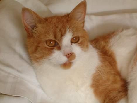 Blanding af racer Ginger - Så dejlig han er. billede 6