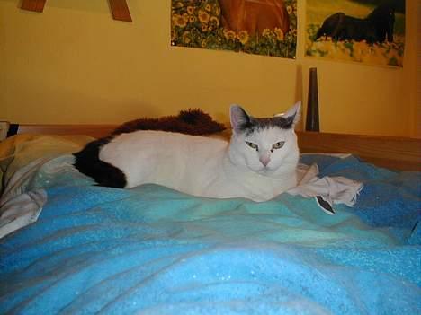 Blanding af racer Pjevs billede 1