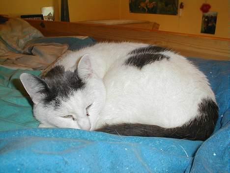 Blanding af racer Pjevs billede 2