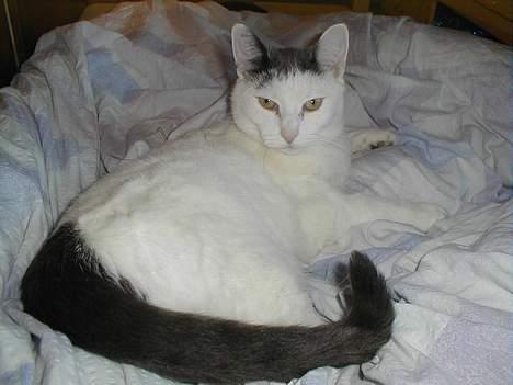 Blanding af racer Pjevs billede 3