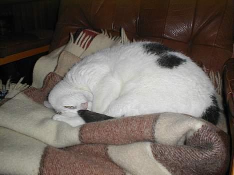 Blanding af racer Pjevs billede 4