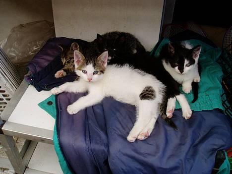 Blanding af racer Shiva - Shiva og hans søskende billede 2