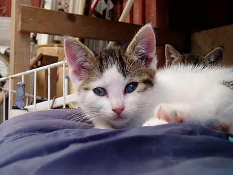 Blanding af racer Shiva billede 3