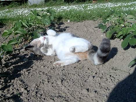 Blanding af racer Mulle *forsvundet* - Nam jeg er cute billede 3