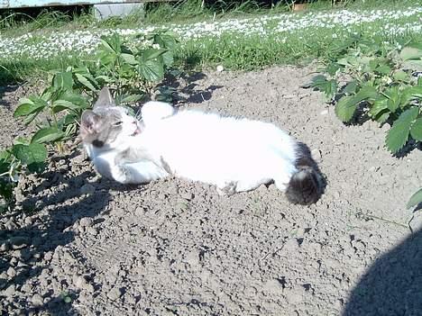 Blanding af racer Mulle *forsvundet* - Jeg er såå skøn billede 4