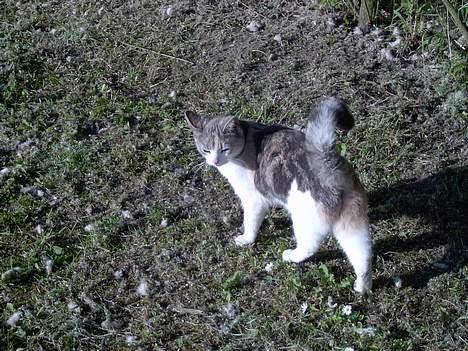 Blanding af racer Mulle *forsvundet* - så slut nu gider jeg ikke mere billede 5