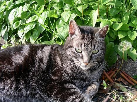 Blanding af racer Tiger - aaaa hvor er det dejligt at lægge her... billede 1