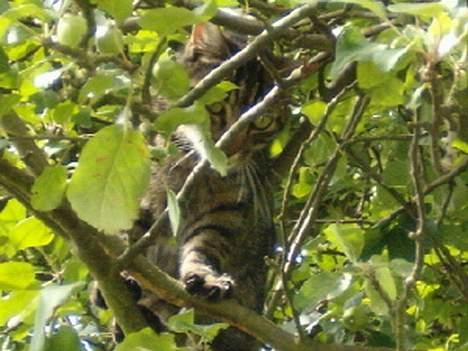 Blanding af racer Bisse billede 2