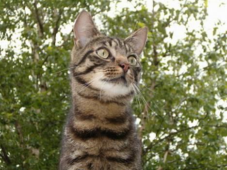 Blanding af racer Bisse billede 3