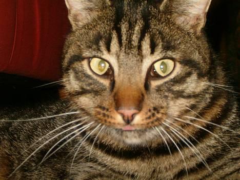 Blanding af racer Bisse billede 4