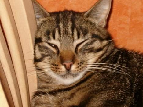 Blanding af racer Bisse billede 5